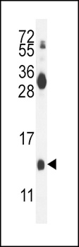 MDK Antibody