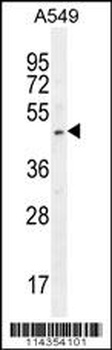 SOX3 Antibody