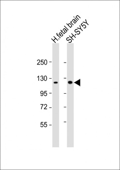 KIF5C Antibody