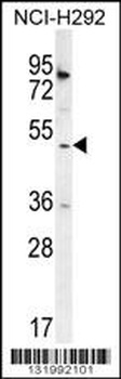 SH2D4A Antibody