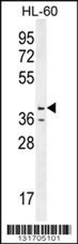 CASP12 Antibody