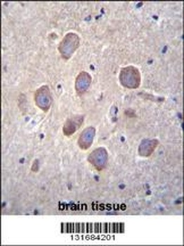 PCDHA8 Antibody