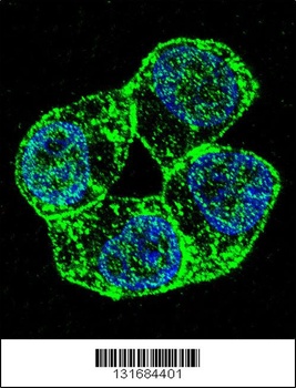 PCDHA8 Antibody