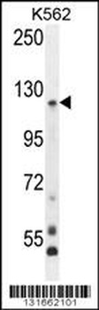 PCDHGA8 Antibody