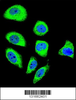 PCDHGA8 Antibody
