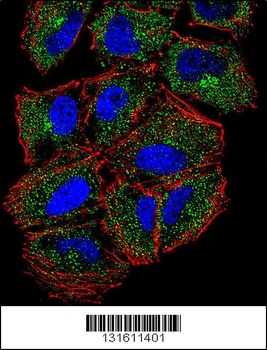 PLCL2 Antibody