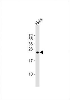 IL17B Antibody