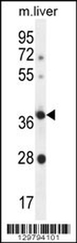 OR4A15 Antibody