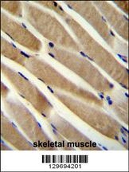 TRIM7 Antibody