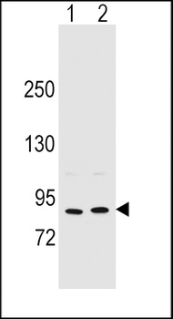 POSTN Antibody