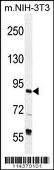 TFIIIC90 Antibody