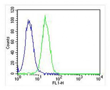 DDIT3 Antibody