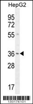 VSIG1 Antibody