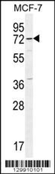 OTOP3 Antibody
