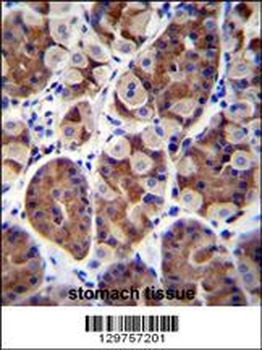 SH2D4B Antibody