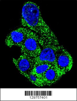 SH2D4B Antibody