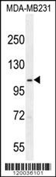 SEMA3G Antibody