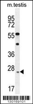 ROPN1L Antibody