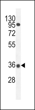 PRR19 Antibody
