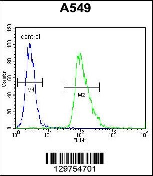 AQP12B Antibody