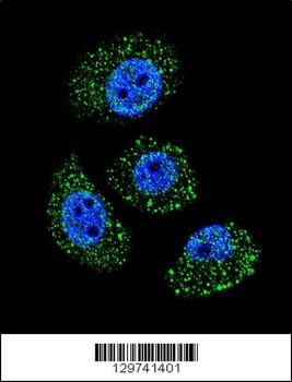 MYBPHL Antibody
