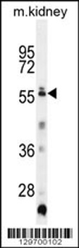 TRIML1 Antibody