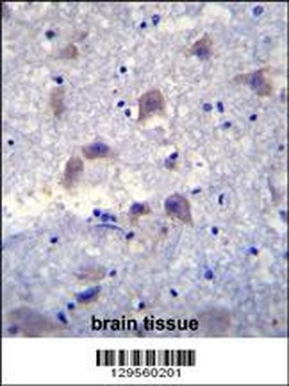 VSIG8 Antibody
