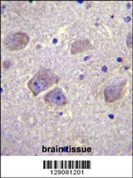 WDR27 Antibody