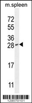 IAH1 Antibody