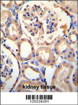 PURA Antibody