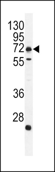 C18orf8 Antibody