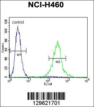 PRSS55 Antibody