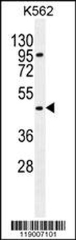 CPA3 Antibody