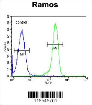 PDE4B Antibody