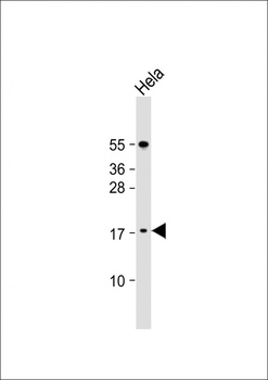 LSM7 Antibody