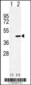 OGN Antibody