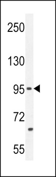 PCDH20 Antibody