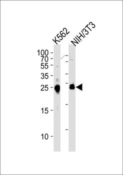 MESDC2 Antibody