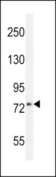 XKR4 Antibody