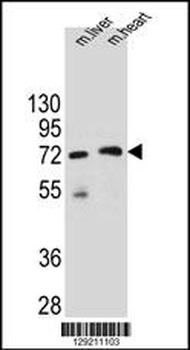 KCTD8 Antibody