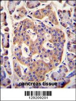 PLD5 Antibody