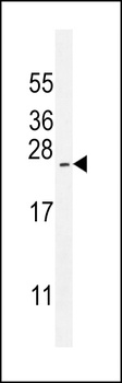 ARL17A Antibody