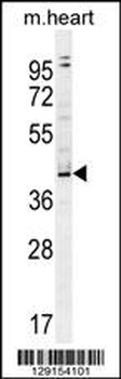 ZBTB42 Antibody