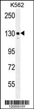 ITGA8 Antibody