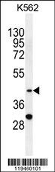 SPB4 Antibody