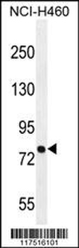 PNN Antibody