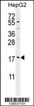 MRFAP1L1 Antibody