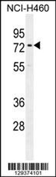 CCDC63 Antibody