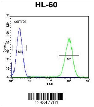 WDR93 Antibody