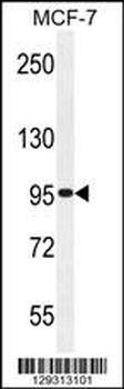 TMEM132E Antibody